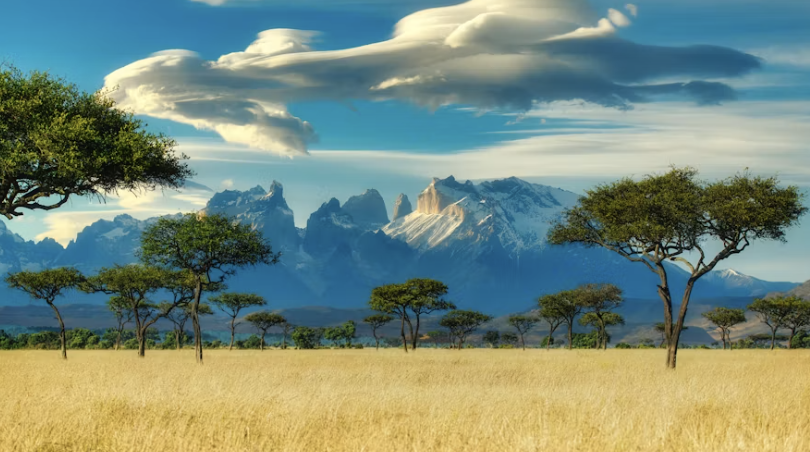 Acacia trees across an African savannah landscape